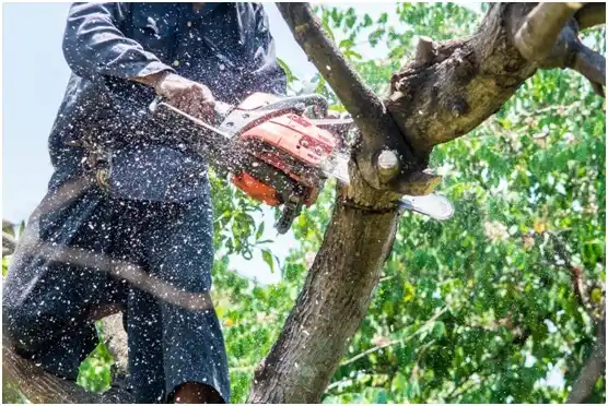 tree services Ogden